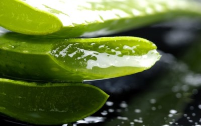 aloe_vera-sabila