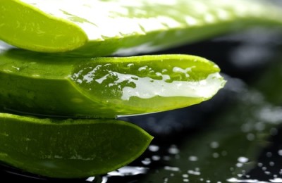 aloe_vera-sabila