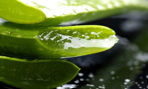 aloe_vera-sabila