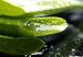 aloe_vera-sabila