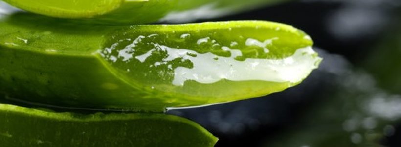 aloe_vera-sabila