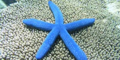 estrella-mar_y_ojo