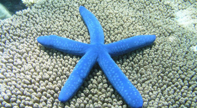estrella-mar_y_ojo