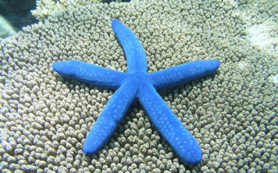 estrella-mar_y_ojo