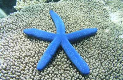 estrella-mar_y_ojo