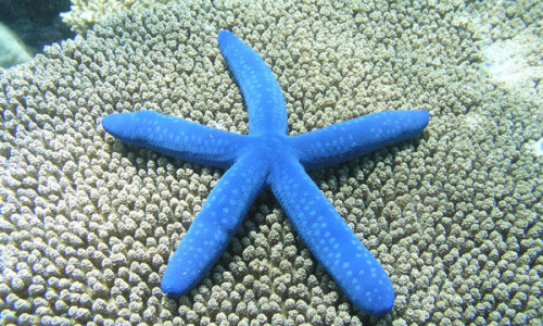 estrella-mar_y_ojo