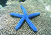 estrella-mar_y_ojo