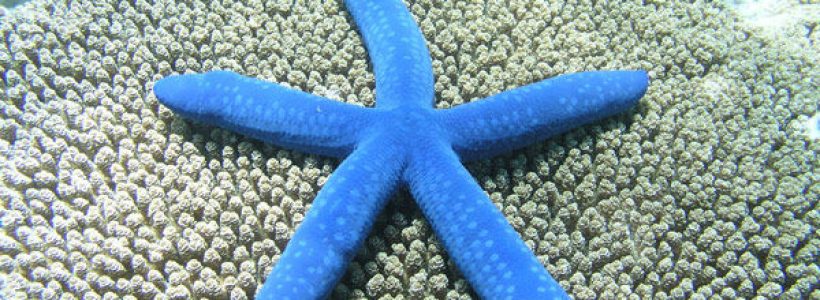 estrella-mar_y_ojo