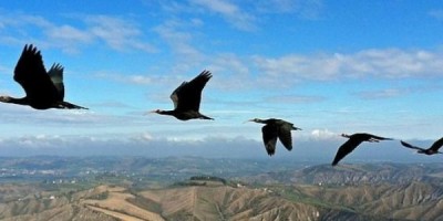 ibis-formacion--644x362