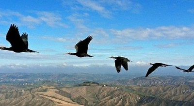 ibis-formacion--644x362