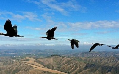 ibis-formacion--644x362