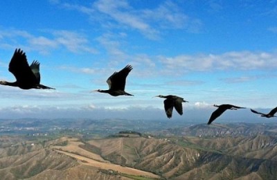 ibis-formacion--644x362