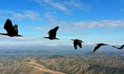 ibis-formacion--644x362