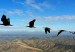 ibis-formacion--644x362