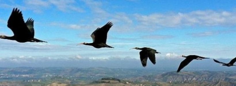 ibis-formacion--644x362
