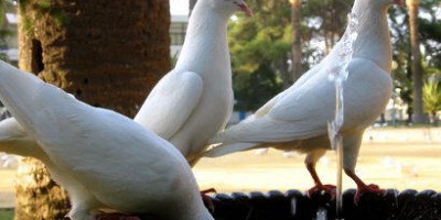 palomas-1