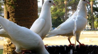 palomas-1