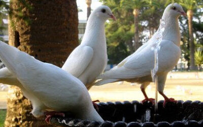 palomas-1