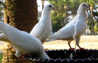 palomas-1
