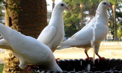 palomas-1