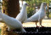 palomas-1