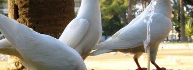 palomas-1
