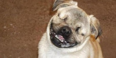 perro_ciego