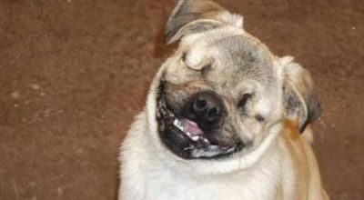 perro_ciego