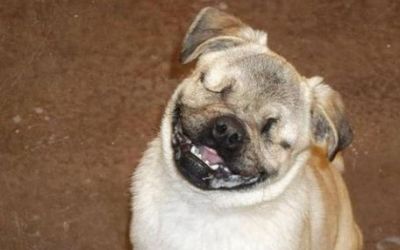perro_ciego