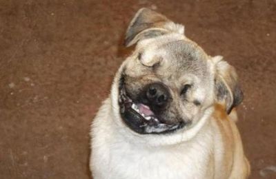 perro_ciego