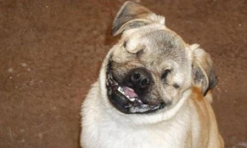 perro_ciego