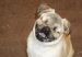 perro_ciego