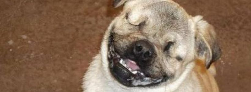 perro_ciego