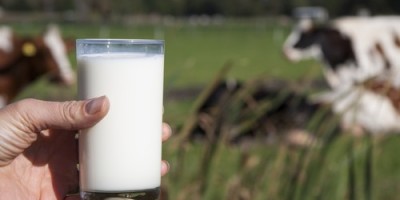 Leche-de-vaca-500x325