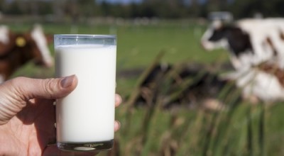 Leche-de-vaca-500x325