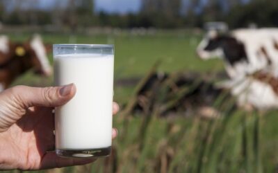 Leche-de-vaca-500x325