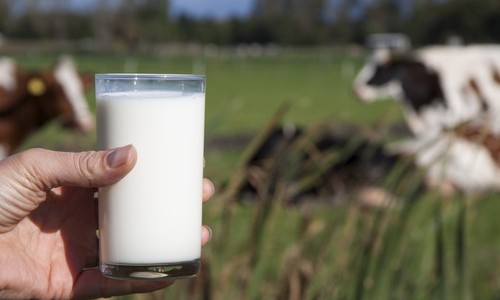 Leche-de-vaca-500x325