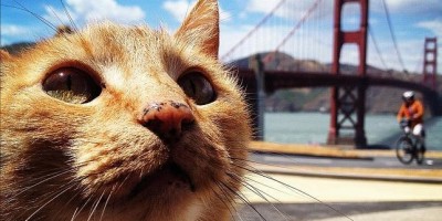 gato-ultravioleta--644x362