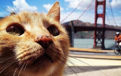 gato-ultravioleta--644x362