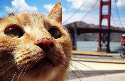 gato-ultravioleta--644x362