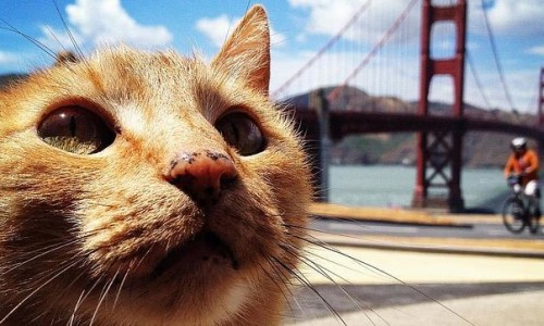 gato-ultravioleta--644x362