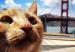 gato-ultravioleta--644x362