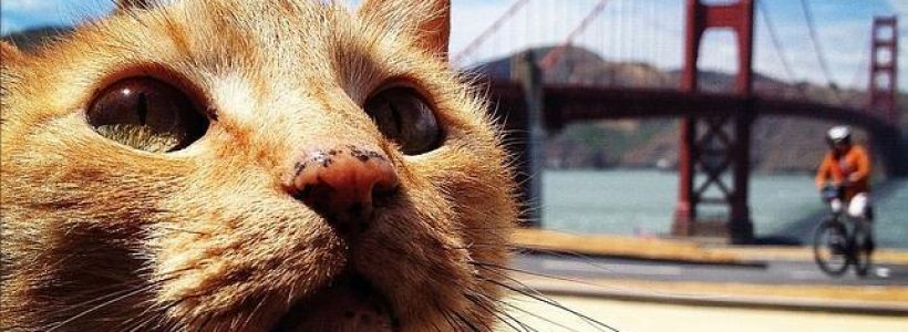 gato-ultravioleta--644x362