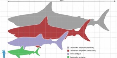 megalodon_scale1
