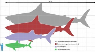 megalodon_scale1