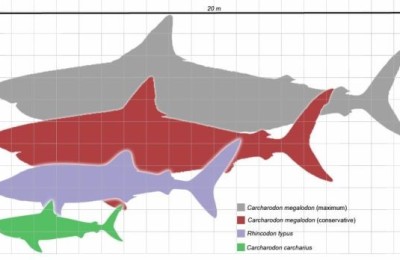 megalodon_scale1