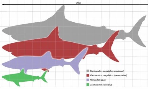 megalodon_scale1