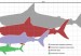 megalodon_scale1