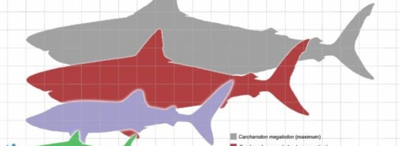 megalodon_scale1