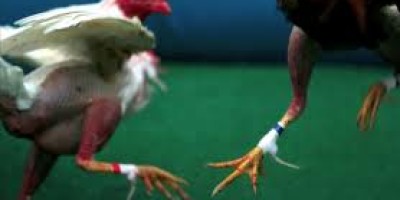 pelea-de-gallos